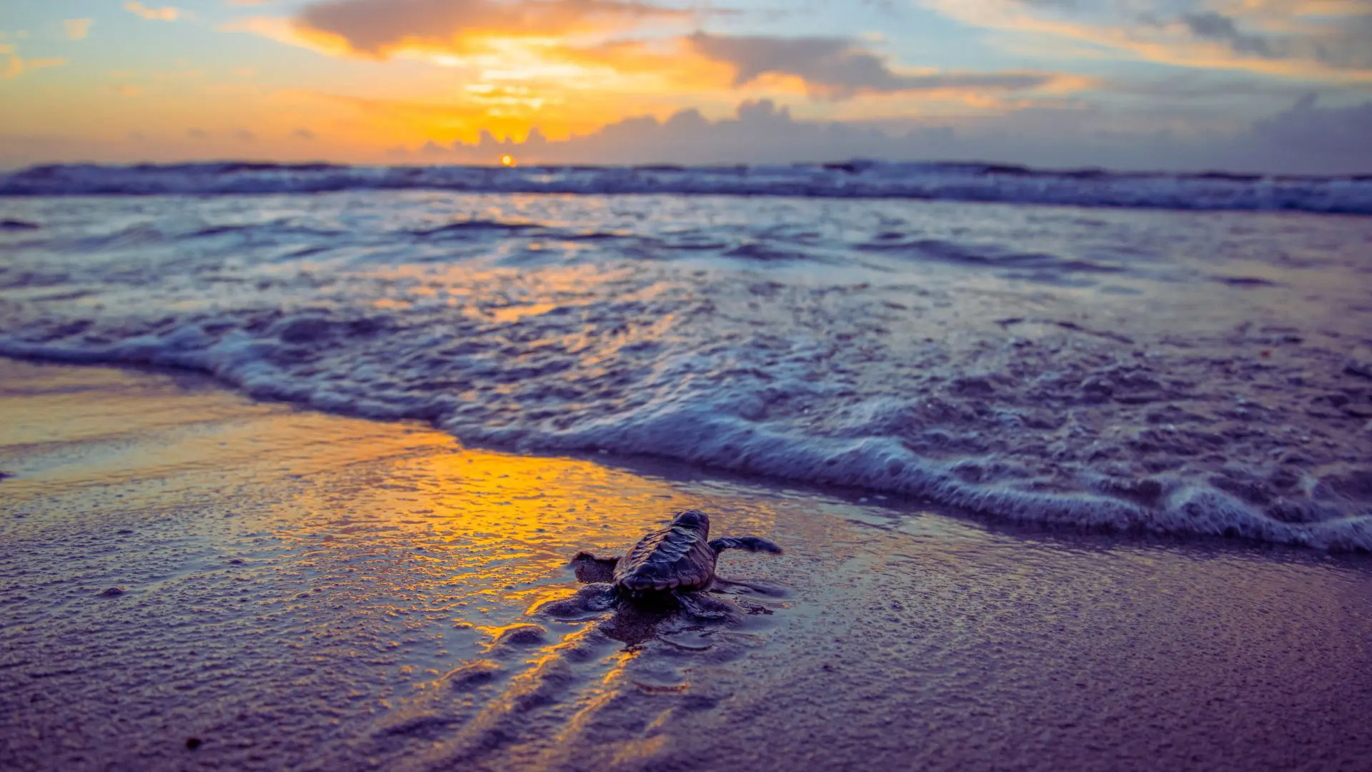 Life Media Services-Beach Awareness, Emerald Coast of Florida,