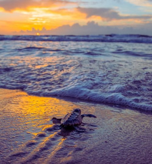 Life Media Services-Beach Awareness, Emerald Coast of Florida,