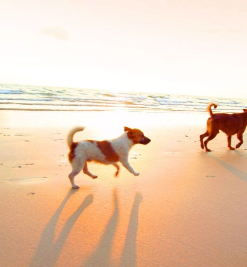 Pet-friendly Beaches, Emerald Coast Dog-Friendly Beaches, Listed, Emerald Coast Dog Beaches, Panama City Beaches,