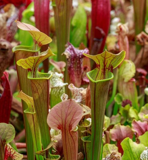 Yellow River Marsh, Miltn Florida, Pitcher Plant, State Park, Things to do,